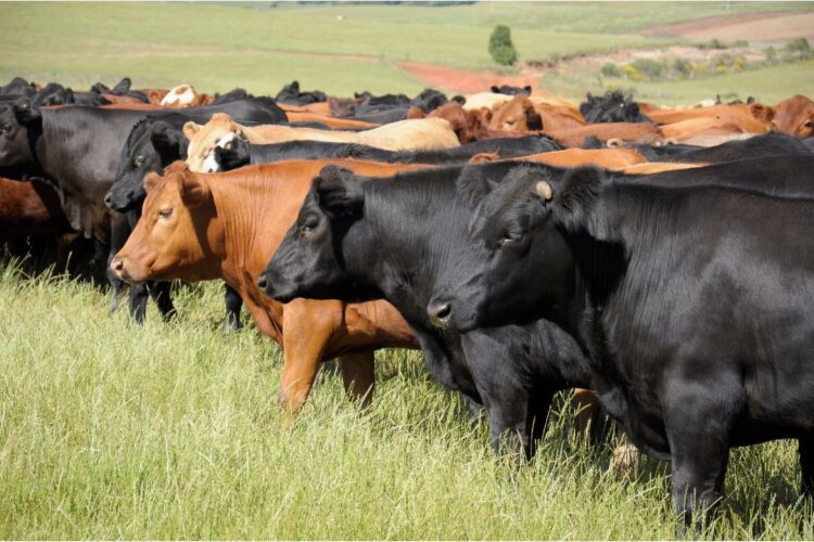 Why Grass Fed Beef is Taking South Africa by Storm