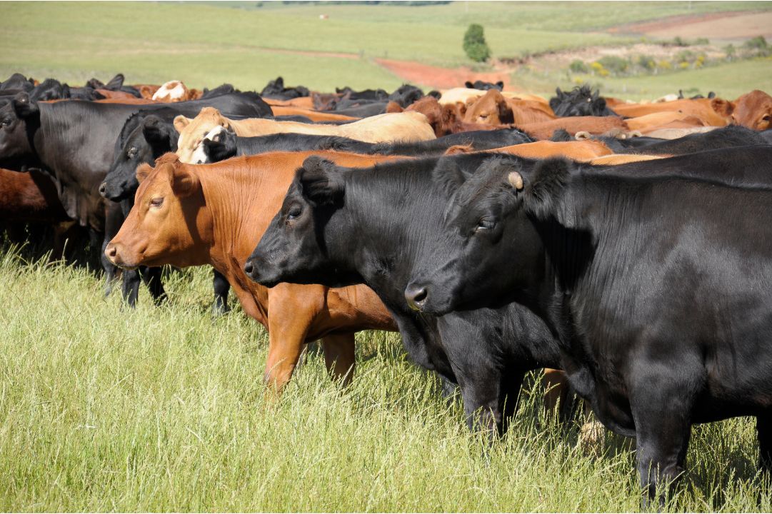 Why Grass Fed Beef is Taking South Africa by Storm