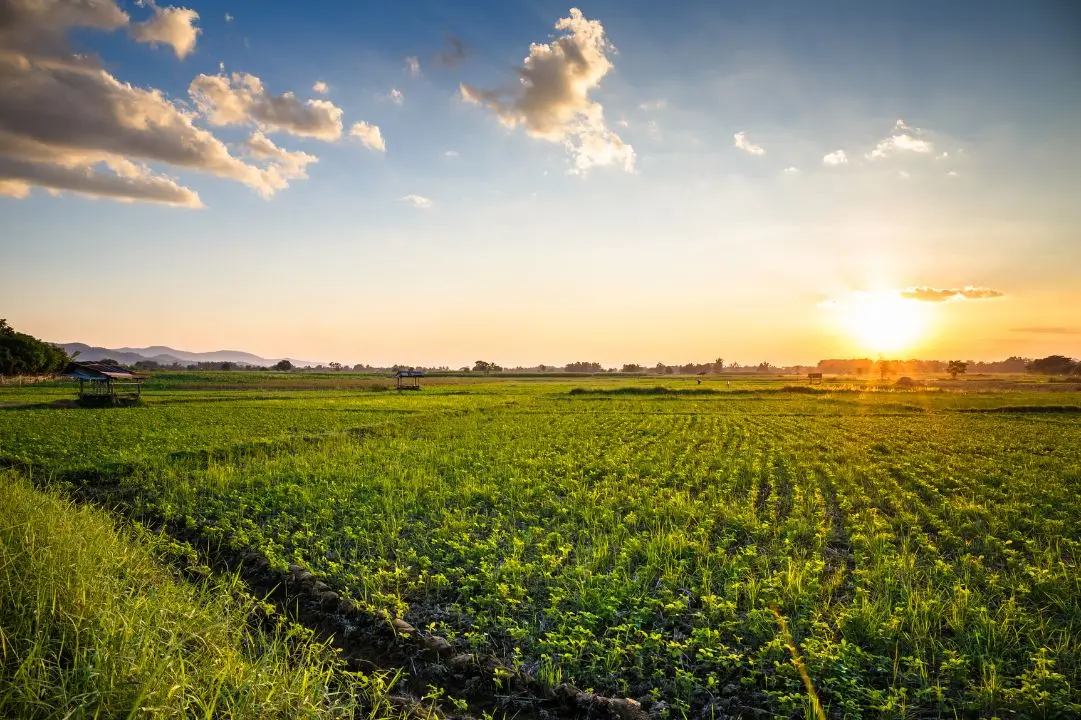 AgriAgora is SA’s premier agricultural classifieds platform, where we connect buyers and sellers in the heart of the farming community