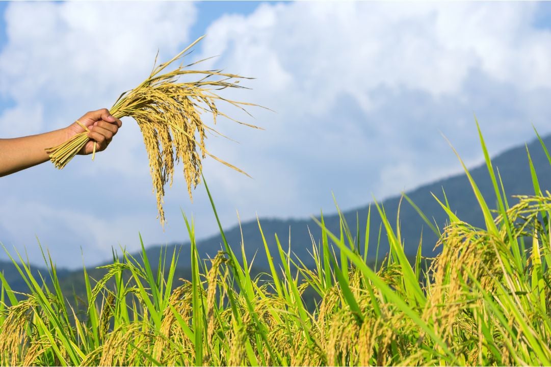 The Beginner’s Guide to Starting a Profitable Small Farm in South Africa